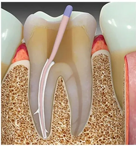 maarc rootfyx maarc rootfyx